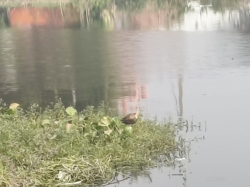Lesser Whistling-Duck