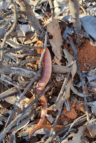 Eastern Shovel-nosed Snake sighting