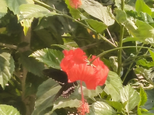 Common Mormon Swallowtail