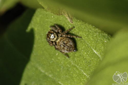 Carrhotus xanthogramma