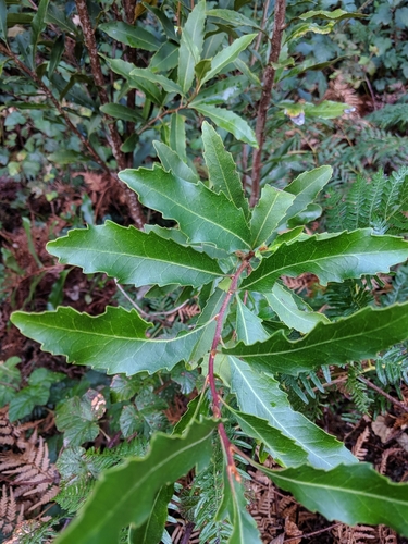 Lomatia arborescens L.R.Fraser & Vickery