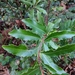 Lomatia arborescens - Photo (c) Julian Radford-Smith, todos los derechos reservados, uploaded by Julian Radford-Smith