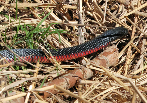 Red-bellied Black Snake sighting
