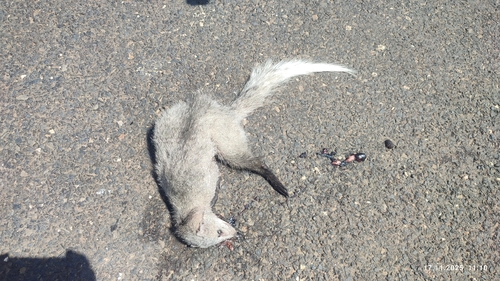 White-tailed Mongoose