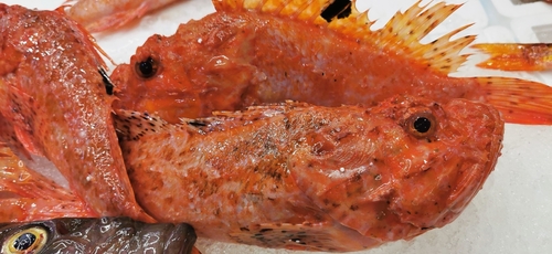 Scorpaena scrofa