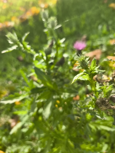 creeping thistle