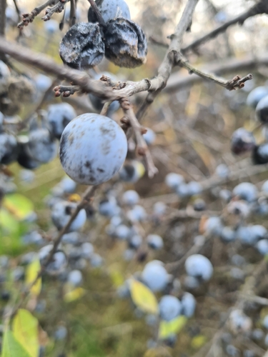 Blackthorn