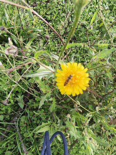 Marmalade Hover Fly