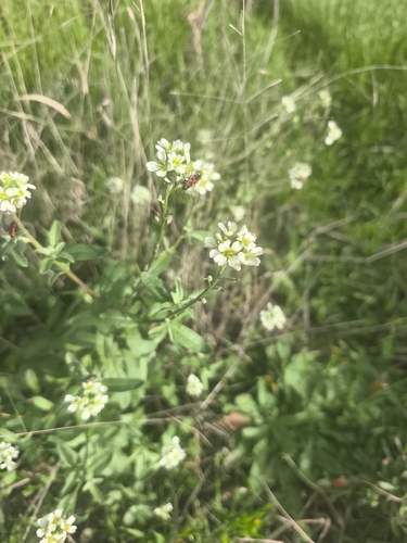 hoary alyssum