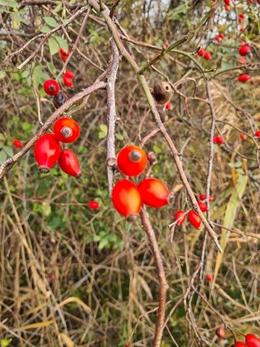 Dog-rose