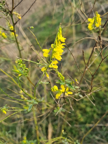 Yellow Sweetclover