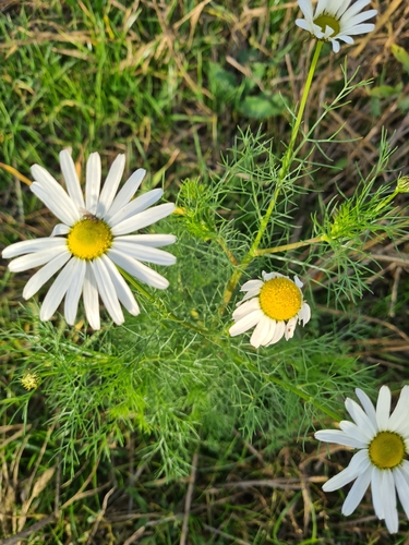 scentless mayweed