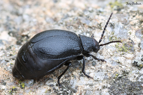 Galeruca tanaceti