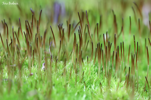 Ceratodon purpureus