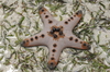 Chocolate Chip Sea Star - Photo (c) tengumaster89, all rights reserved