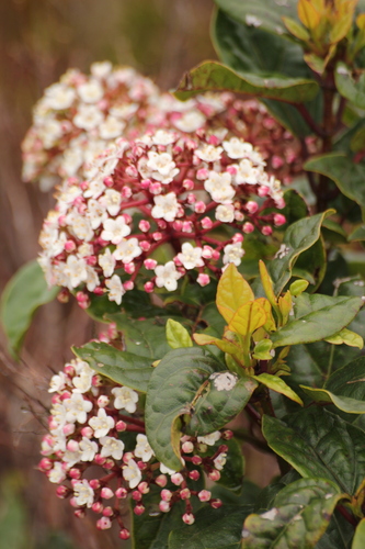 Azorean Laurustinus