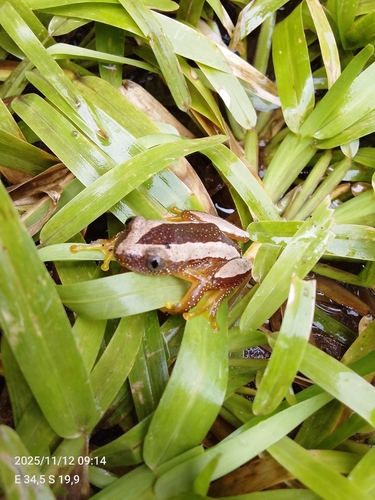 Fornasini's Spiny Reed Frog