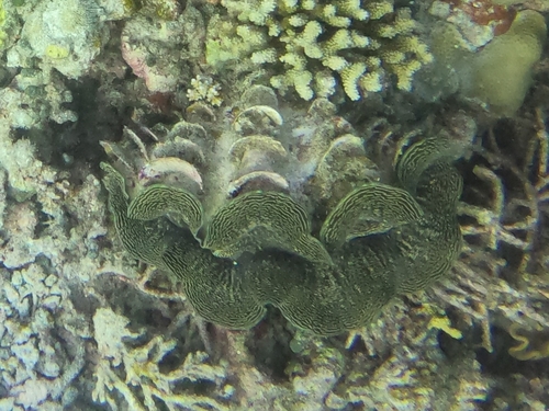 Tridacna squamosa