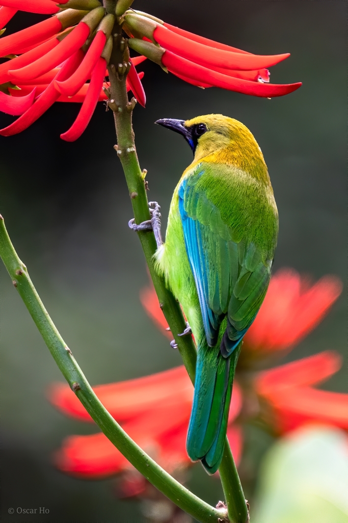 Blue-winged Leafbird photo