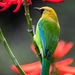 Blue-winged Leafbird - Photo (c) Oscar Ho, all rights reserved, uploaded by Oscar Ho
