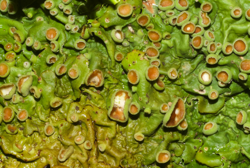 Ricasolia virens