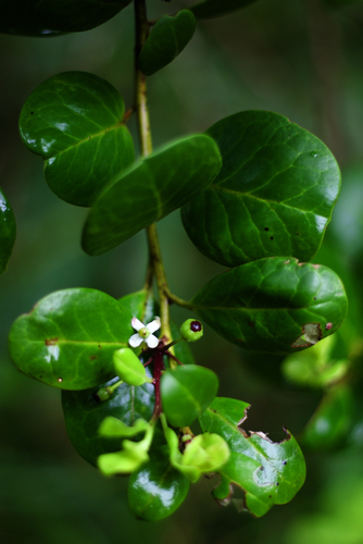 Madeira Holly