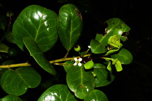 Madeira Holly