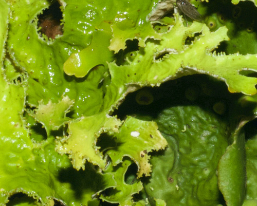 Lobaria macaronesica