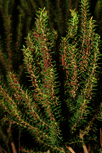 Azorean Heather