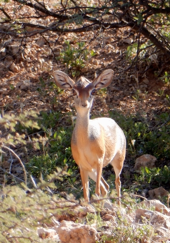Salt's Dik-dik