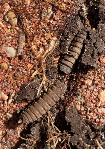 Unknown species found near Faust Park Thornhill Home and Historical Village, Chesterfield, MO, US