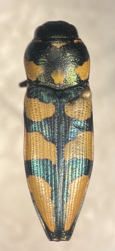 Thrincopyge alacris