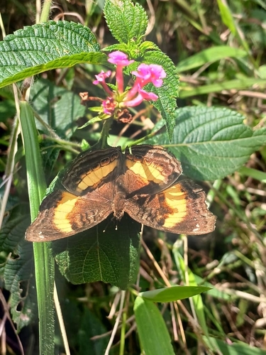 Yellow-banded Pansy