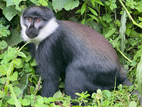 L'Hoest's Monkey