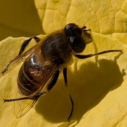 Unknown species found near V8F9+5W, Longwood, PA 19348, USA