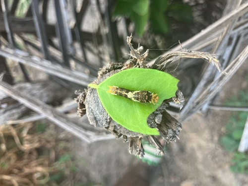 Citrus Swallowtail
