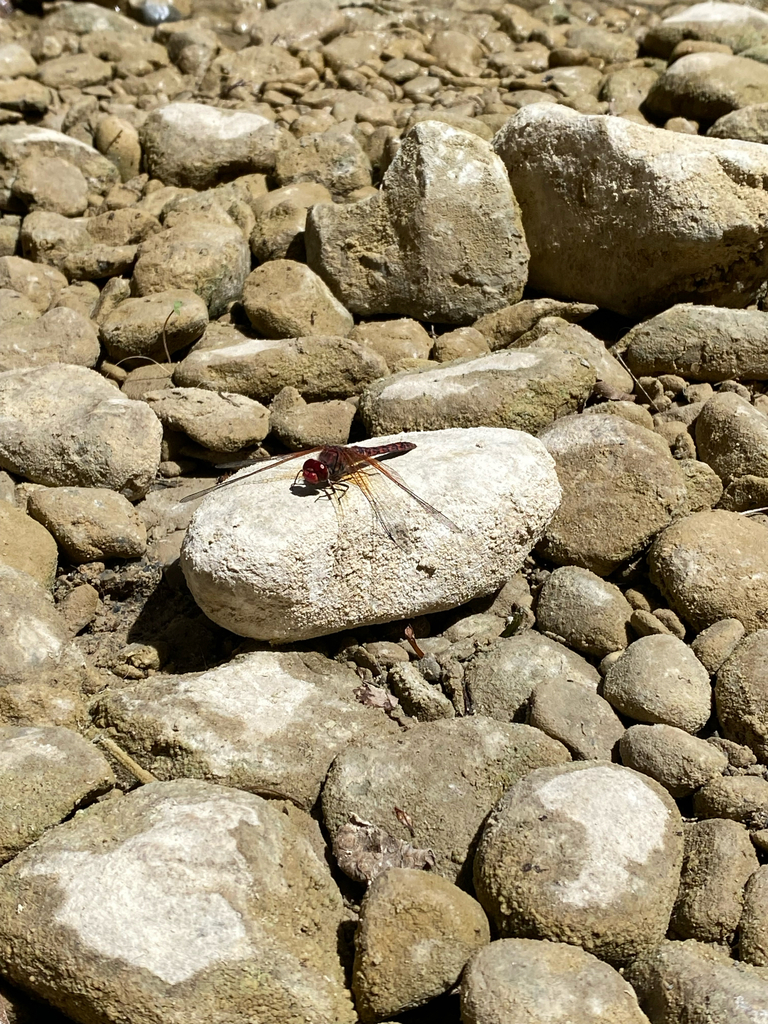Red Rockskipper Red Rock Skimmer from Santiago, N.L., MX on March 16, 2025 at 12:47 PM ...