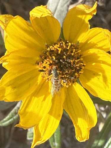 Unknown species found near Clemson University, Clemson, SC, US