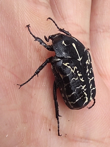 Hologymnetis undulata