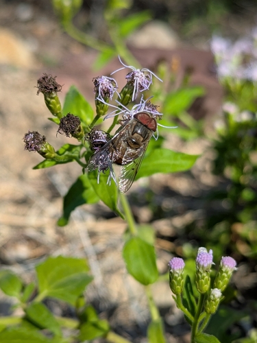 Unknown species found near Tucson, AZ 85743, USA