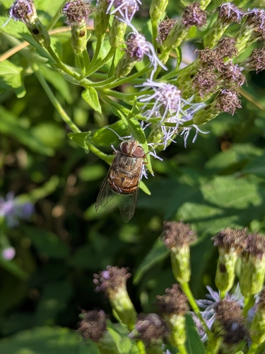 Unknown species found near Tucson, AZ 85743, USA