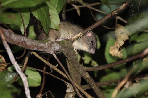 Lore Lindu Xanthurus Rat (Rattus facetus) — Least Concern Mammalia