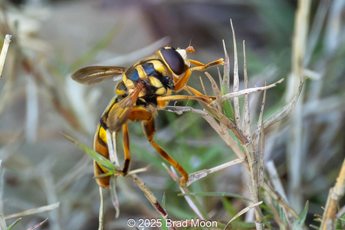 Unknown species found near Vermilion Parish, LA, USA