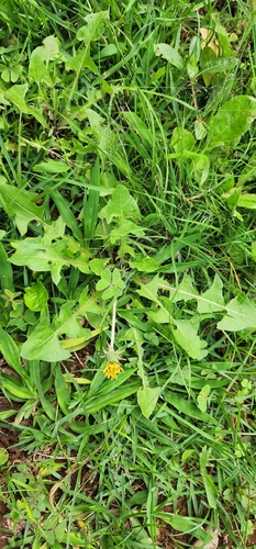 common dandelion