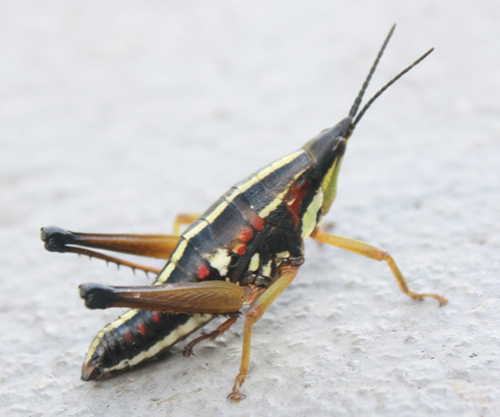 Sphenarium histrio
