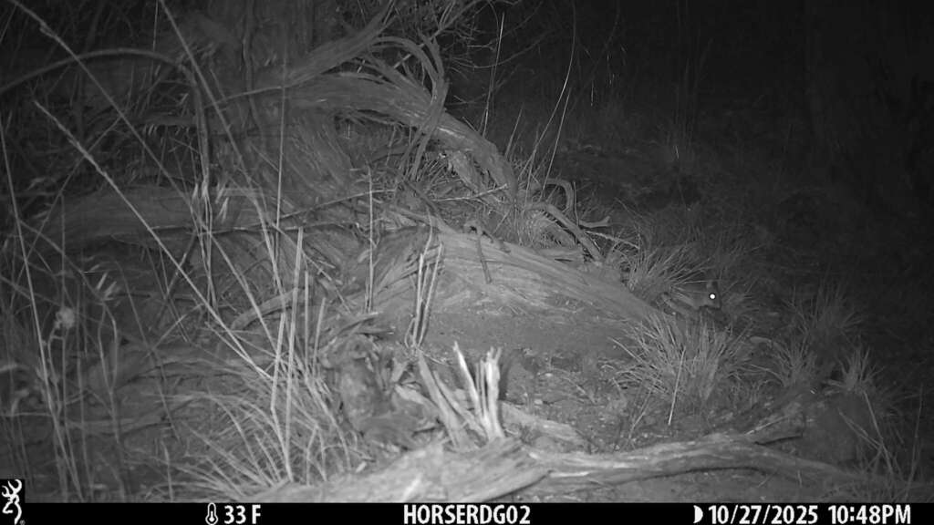 Timber Rats Oregon Bushy-tailed Woodrat from Deschutes County, OR, USA on October 27, 2025 ...