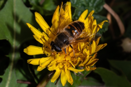 Unknown species found near Utah County, US-UT, US