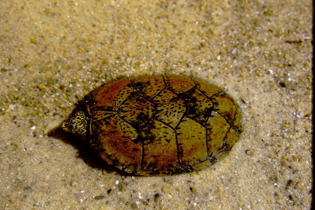 Flattened Musk Turtle in April 1985 by James N. Stuart. Scanned from my ...