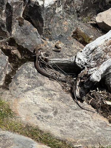 Eastern Brown Snake sighting