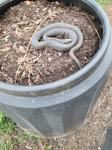 Red-bellied Black Snake sighting